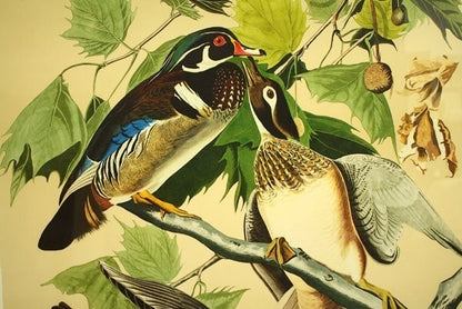 John James Audubon "Wood Duck" Lithograph By M. Bernard Loates Signed 16/1000