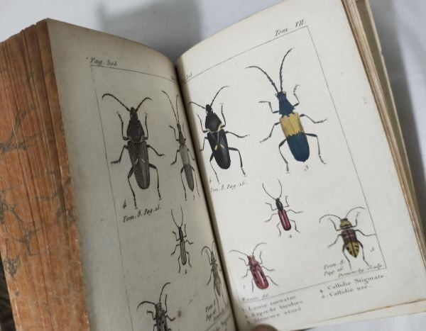 1813 Histoire Naturelle Des Insectes Tome Vii Hand Colored Engravings De Tigny