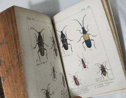 1813 Histoire Naturelle Des Insectes Tome Vii Hand Colored Engravings De Tigny