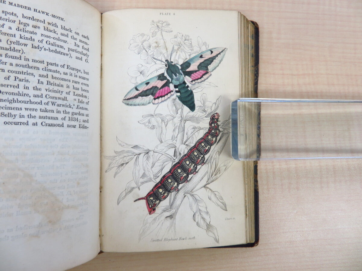 James Duncan?The Naturalist'S Library 4?1836 British Moth Book