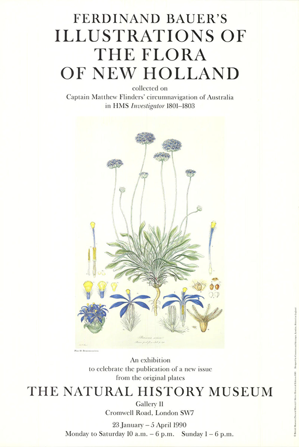 Ferdinand Bauer Illustrations Of The Flora Of New Holland " Offset Litho