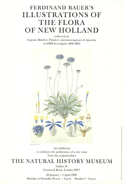 Ferdinand Bauer Illustrations Of The Flora Of New Holland " Offset Litho