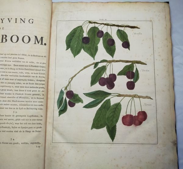 1763 Knoop Fructologia Dutch First Edition Hand-Colored Plates Complete Rare