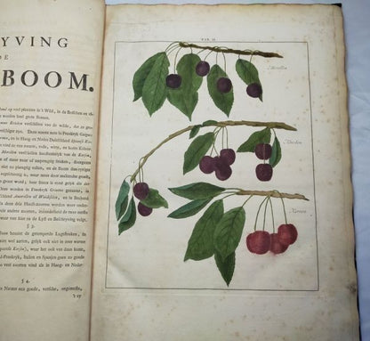 1763 Knoop Fructologia Dutch First Edition Hand-Colored Plates Complete Rare