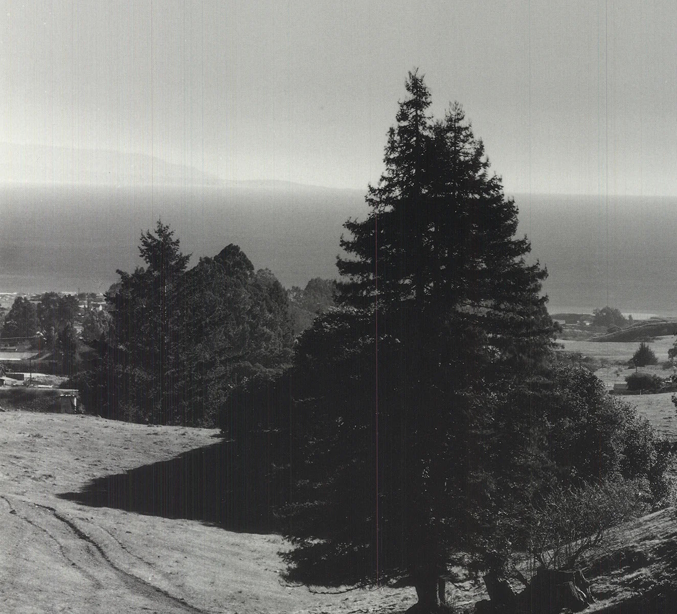 Ansel Adams Pinetrees, Seashore " Offset Lithograph Photography