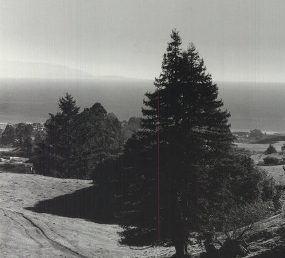 Ansel Adams Pinetrees, Seashore " Offset Lithograph Photography