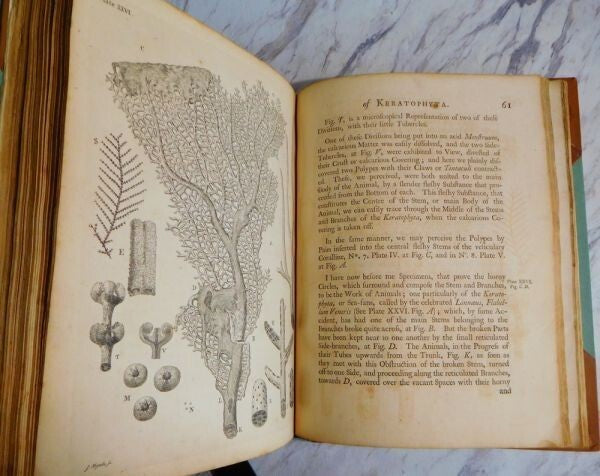 1755 John Ellis An Essay Towards A Natural