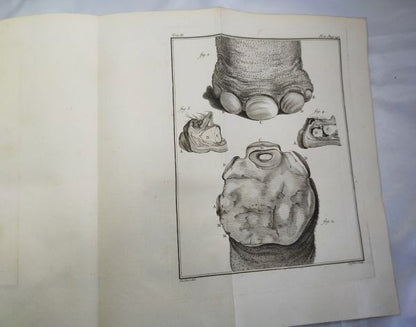 1754 Buffon Histoire Naturelle Vol 11 First Ed Elephant Rhino Camel 42 Plates