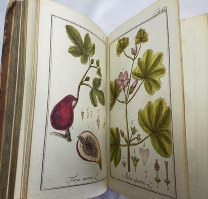Johannes Zorn Icones Plantarum Medicinalium Vol V 1784 1St Ed Hand Colored Plate