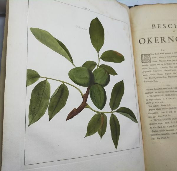 1763 Knoop Fructologia Dutch First Edition Hand-Colored Plates Complete Rare