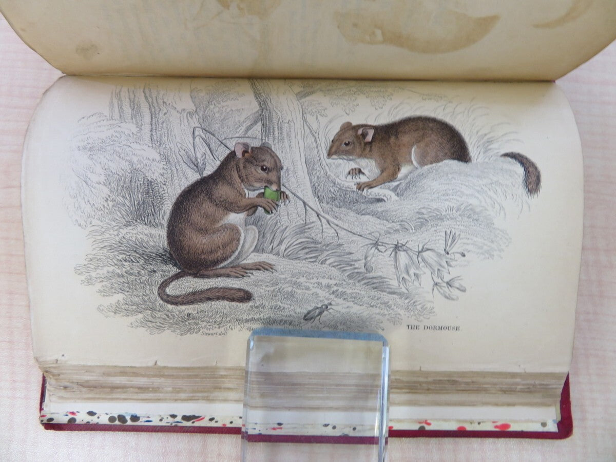 William Jardine The Naturalist'S Library. Vol Xvii. Mammalia: British Quadrupeds