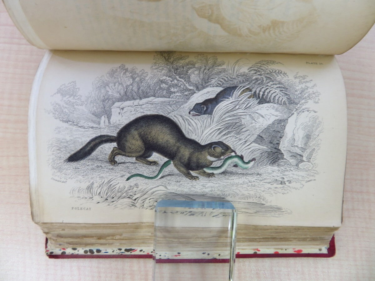William Jardine The Naturalist'S Library. Vol Xvii. Mammalia: British Quadrupeds