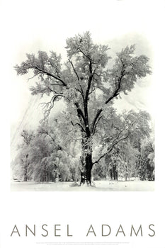 Ansel Adams Oak Tree Snowstorm Yosemite National Park California () 36
