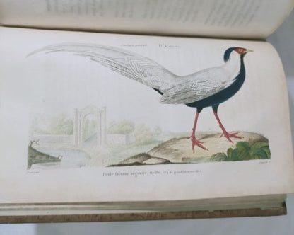 Isidore Geoffroy Saint-Hilaire Essais Zoologie Generale 1841 W Handcolored Plate