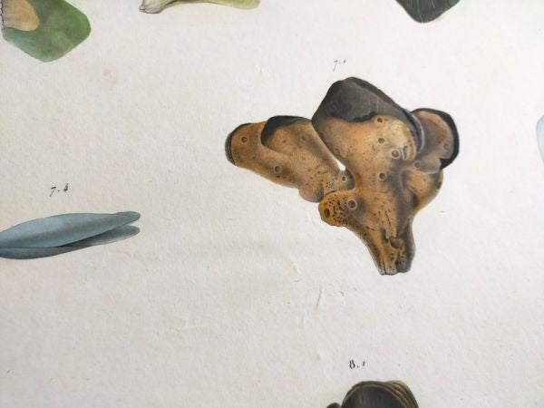 Napoleon Egypt Description De Legypte 1817 Savigny Crenatules Hand Colored Plat