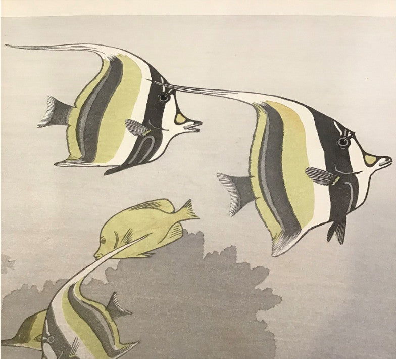 Hawaiian Fish A by Toshi Yoshida 1955 Original Woodblock Print Signed