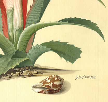 Georg Dionysius Ehret Flower Books And Paintings From The Plesch Botanical Found
