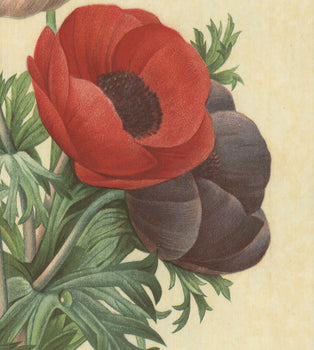 Pierre-Joseph Redoute Anemone Simplex 