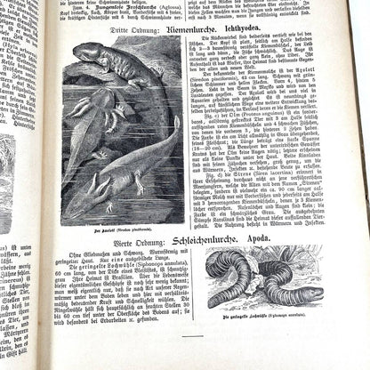 1886 Natural History By Dr. G.H. V. Schubert, 1St