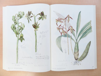 Joao Barbosa Rodrigues :Iconographie Des Orchides