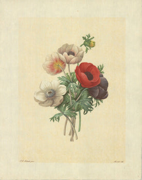Pierre-Joseph Redoute Anemone Simplex 