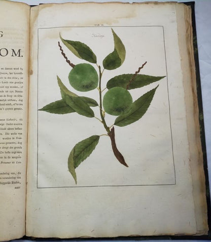 1763 Knoop Fructologia Dutch First Edition Hand-Colored Plates Complete Rare