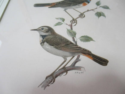 Henry Eeles Dresser "Cyanecula Svecica" 1871 Hand-Colored Bird Lithograph Framed