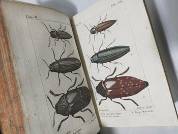 1813 Histoire Naturelle Des Insectes Tome Vi De Tigny Hand-Colored Plates Buffon