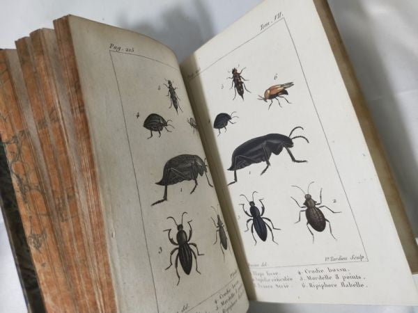 1813 Histoire Naturelle Des Insectes Tome Vii Hand Colored Engravings De Tigny