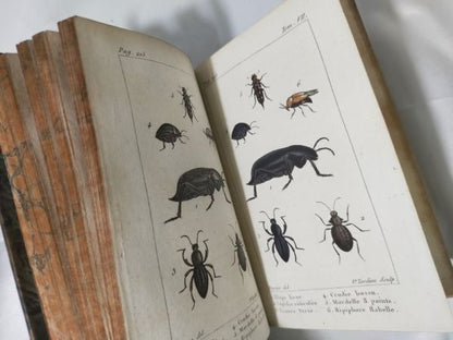 1813 Histoire Naturelle Des Insectes Tome Vii Hand Colored Engravings De Tigny