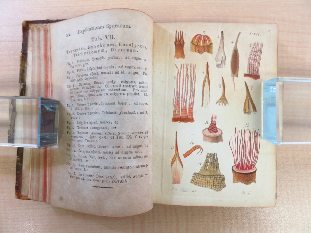 Friedrich Weber ?Botanisches Taschenbuch Auf Das Jahr 1807?Rare Botanical Book