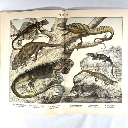 1886 Natural History By Dr. G.H. V. Schubert, 1St