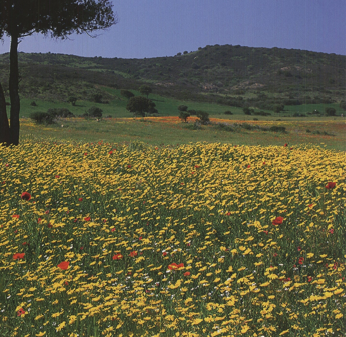 Archiv Kiedrowski Tuscany, Italy " Offset Lithograph