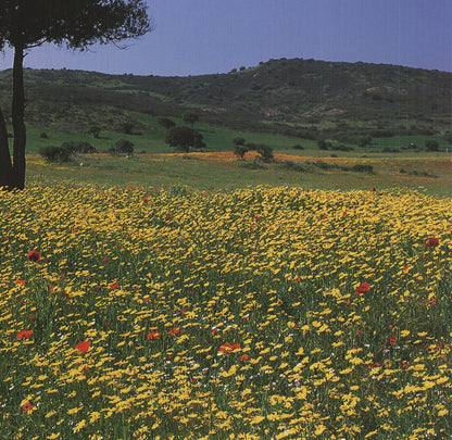 Archiv Kiedrowski Tuscany, Italy " Offset Lithograph