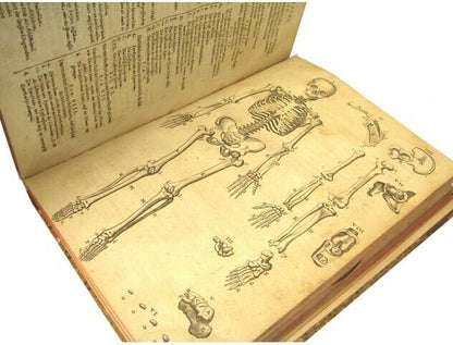 Syntagma Anatomicum Rare 17Th Medical Anatomy