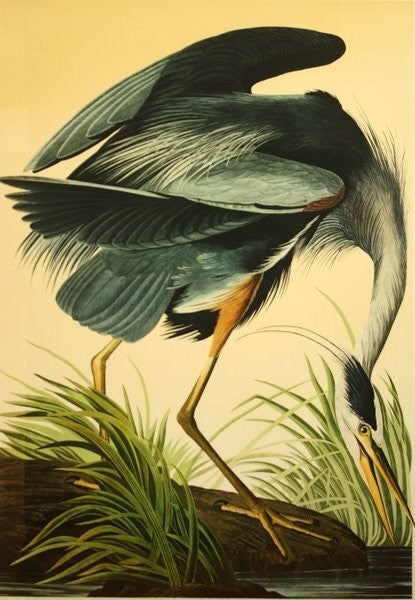 John James Audubon Great Blue Heron Birds Of America Bernard Loates Lithograph
