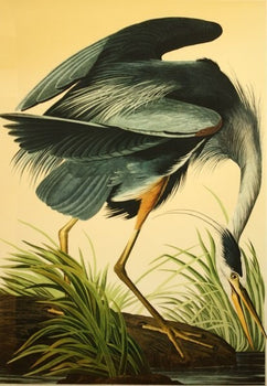 John James Audubon Great Blue Heron Birds Of America Bernard Loates Lithograph