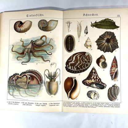 1886 Natural History By Dr. G.H. V. Schubert, 1St