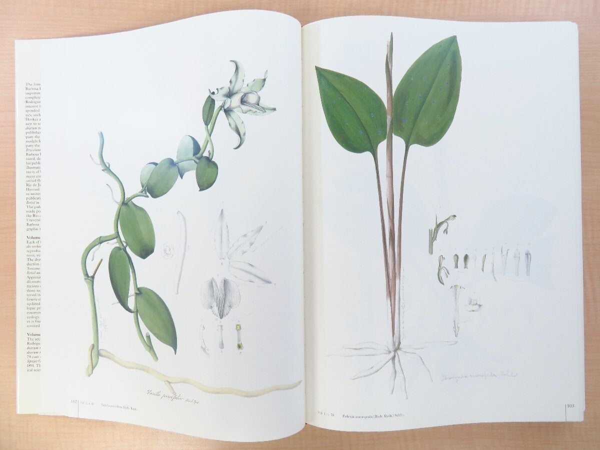 Joao Barbosa Rodrigues :Iconographie Des Orchides