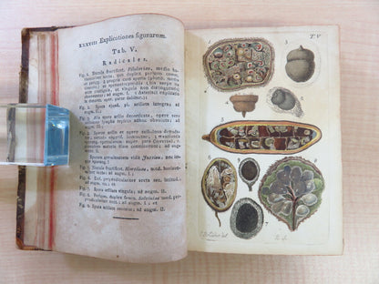 Friedrich Weber ?Botanisches Taschenbuch Auf Das Jahr 1807?Rare Botanical Book