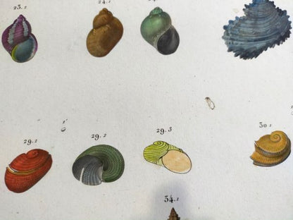 Napoleon Egypt Description De Legypte 1817 Savigny Shells Plate 5 Hand Colored