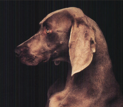 William Wegman In The Box (Right) " Offset Lithograph Pop Art