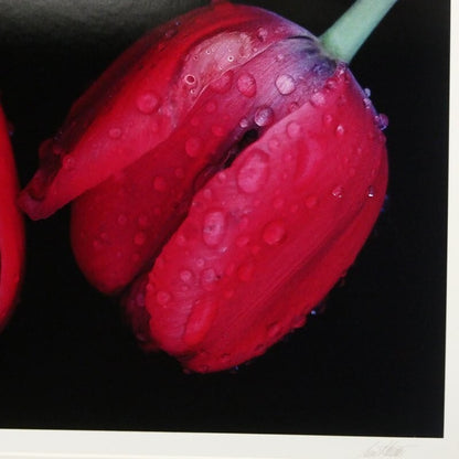 Ernst Haas Dye-Transfer Print "Flowers I (Red Tulips 1984)" Signed Limited Ed30