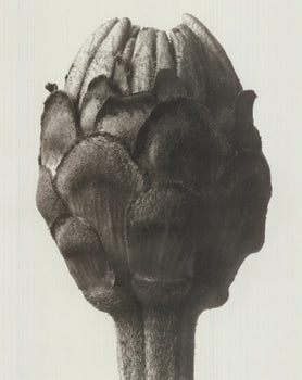 Karl Blossfeldt Zinnia Elegans 