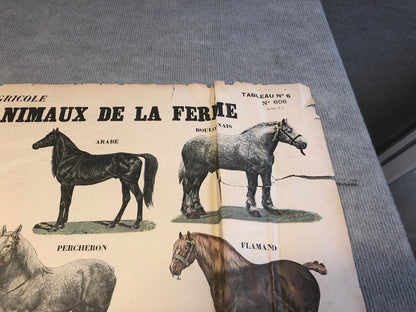 Emile Deyrolle Les Animaux De La Ferme - Les Chevaux " Lithograph 1