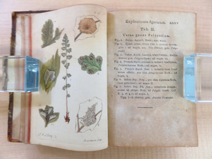 Friedrich Weber ?Botanisches Taschenbuch Auf Das Jahr 1807?Rare Botanical Book