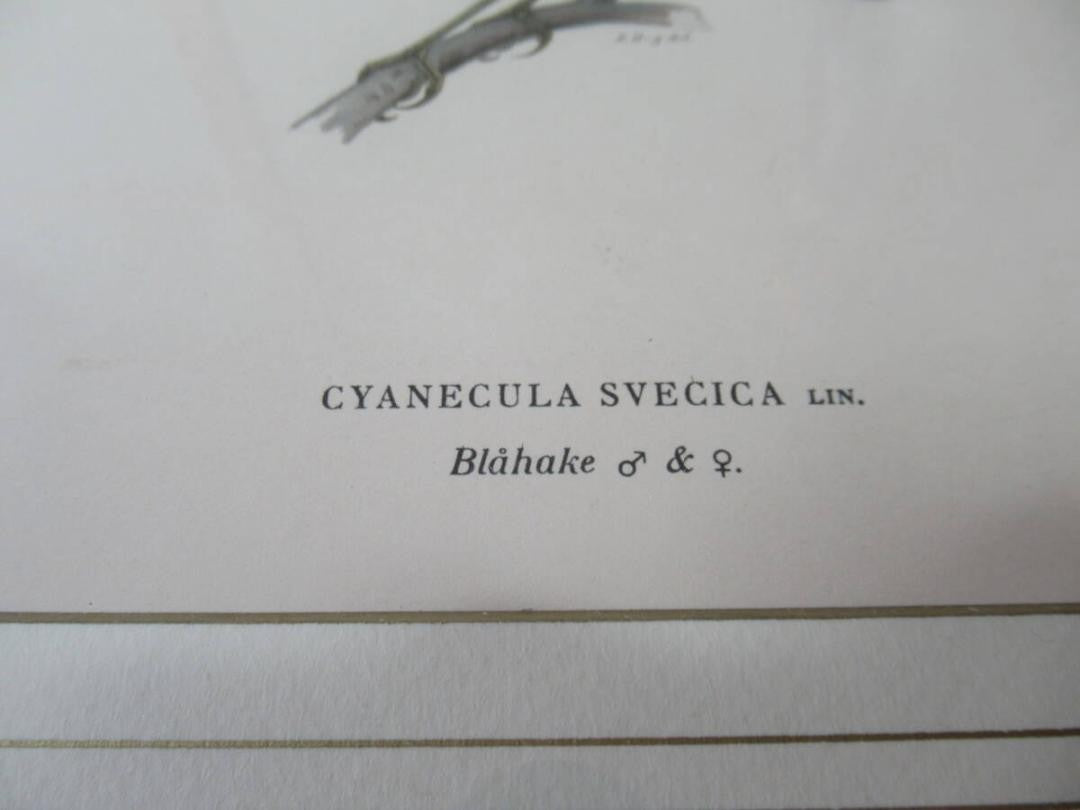 Henry Eeles Dresser "Cyanecula Svecica" 1871 Hand-Colored Bird Lithograph Framed