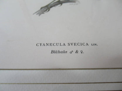Henry Eeles Dresser "Cyanecula Svecica" 1871 Hand-Colored Bird Lithograph Framed