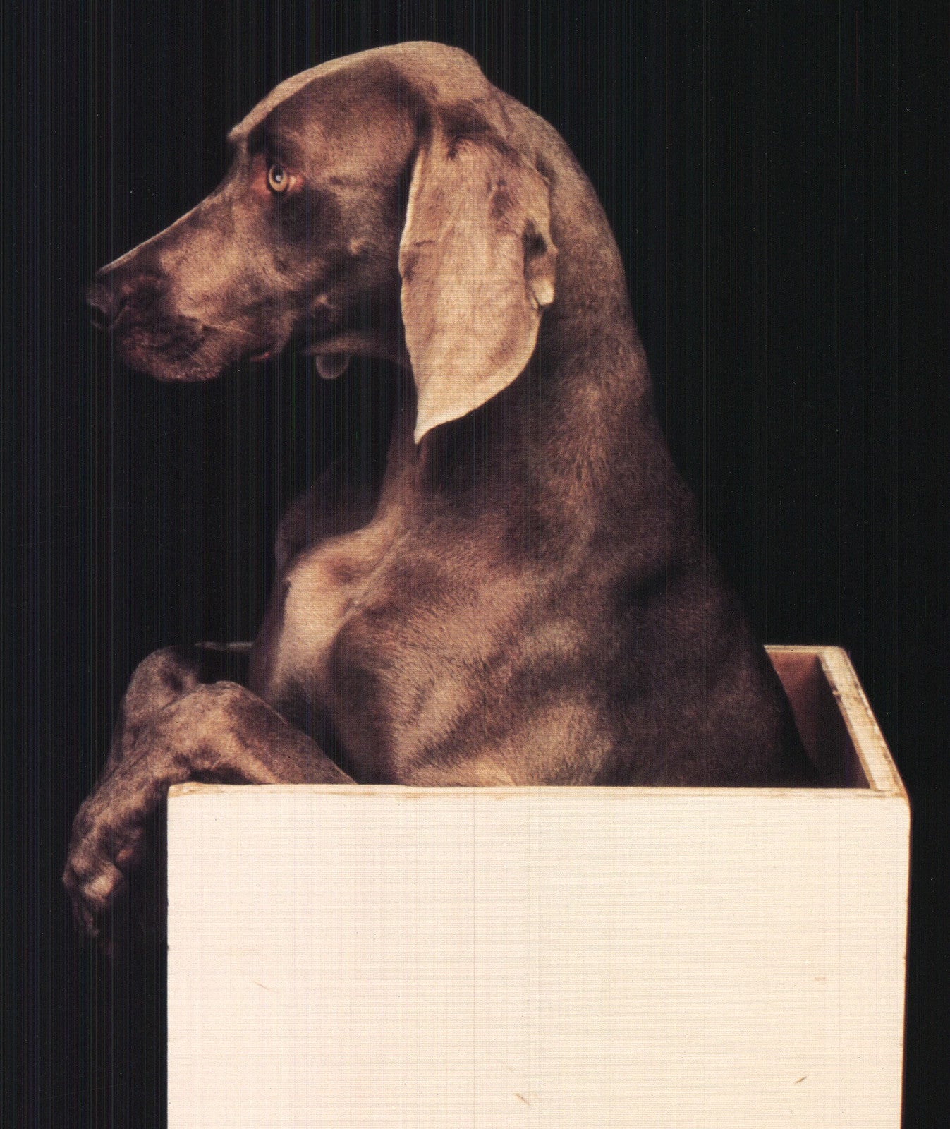William Wegman In The Box (Right) " Offset Lithograph Pop Art