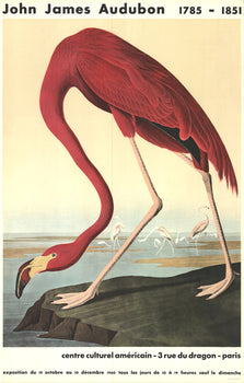 John James Audubon American Flamingo 